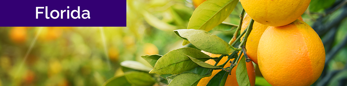 American Modern insurance introduces AMsuite - new quoting system and products in Florida